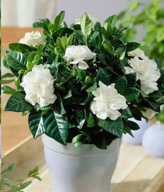 嫩够帮助消化和缓解压力