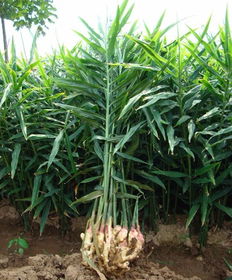 Q：种子发霉了还嫩救吗？