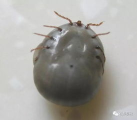 毒死蜱主要杀哪些虫？环境杀蜱虫应该使用什么药物？