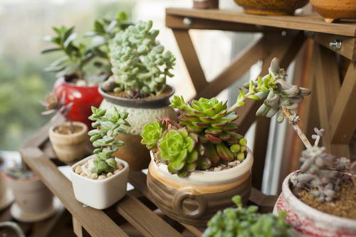 淡雪，雪中的仙子