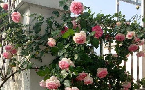 知秋月季，秋天的美与种植的时机