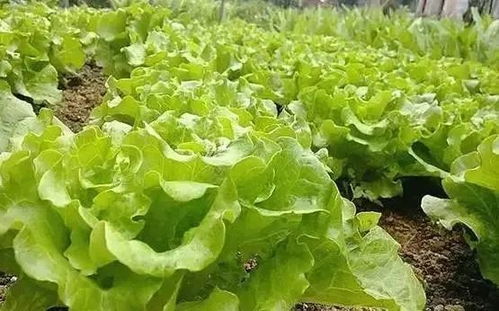苏丹草用途广泛，最佳种植期春末夏初