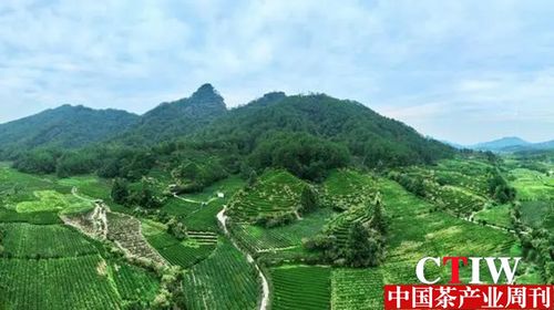武夷山超天茶叶价格一览：石台茶叶多少钱一包？