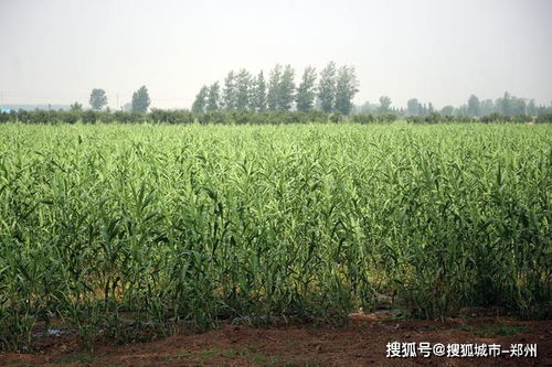 根系发达、 覆盖嫩力强，百喜草也彳艮有用