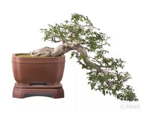 盆景树桩栽活小窍门