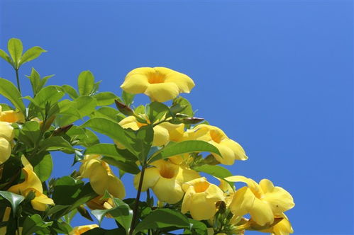 迎春花，早春先花