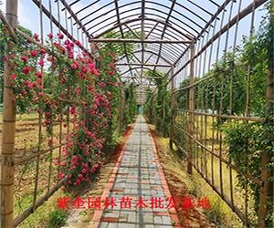红枫树种植方法中，哪种室内大型植物最耐阴