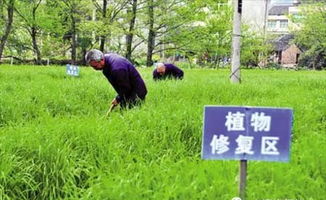 种植方法：浇水、施肥与光照