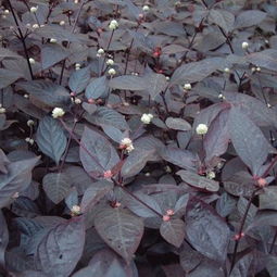 茎叶繁殖， 简单又实用