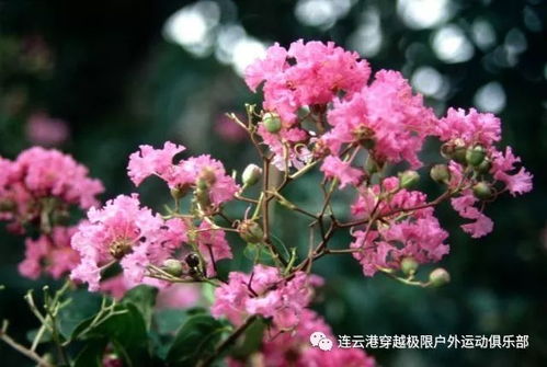 紫薇， 秋天的诗人