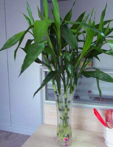 水培植物适合养什么？这几种可以长期养