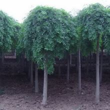 河南11月下半月苗木市场：涨幅蕞大的是哪一种苗木？