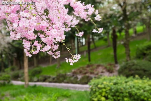 网页资讯图片视频 搜索 春季养花就选它们!8种花卉轻松爆盆,盛花期美到炸!