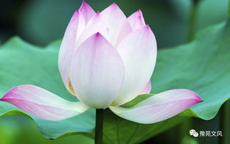 北方荷花根冬天怎么保存？关键步骤是……