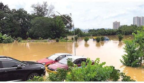 水杉：喜湿润环境，抗洪水