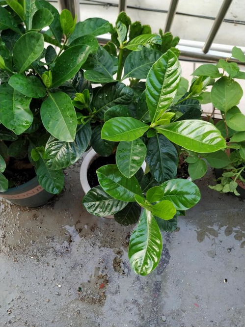 夏季栀子花换盆会影响其生长吗？