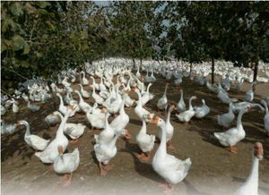 养鹅必备：如何有效防范农药残留