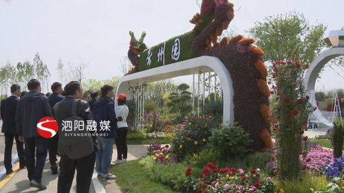 泗阳月季花海， 美丽如画等你来