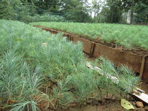 二、雪松小苗的浇水管理