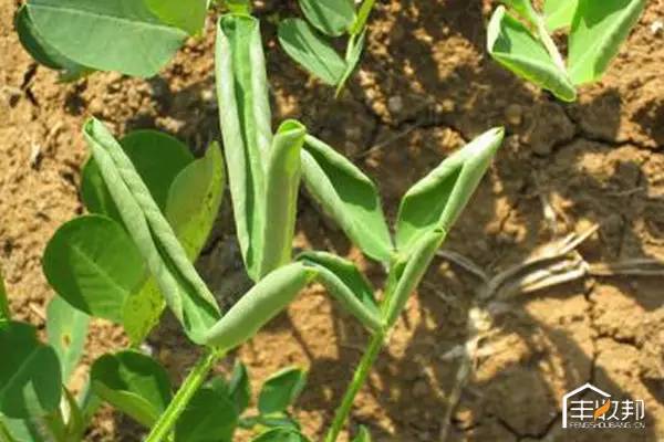 药害的影响分析