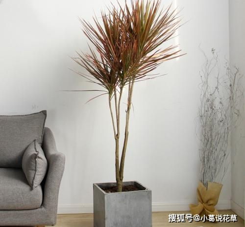 客厅花卉选什么？香香的大气花来啦！