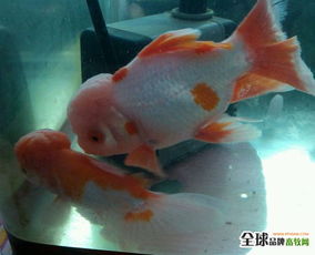 孔雀鱼烂尾病是常见疾病，由细菌感染引起