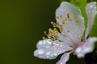 木槿花在古代文化中有什么特殊含义