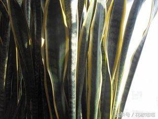 虎皮兰叶子发黄怎么办？黄叶救治全攻略有哪些方法