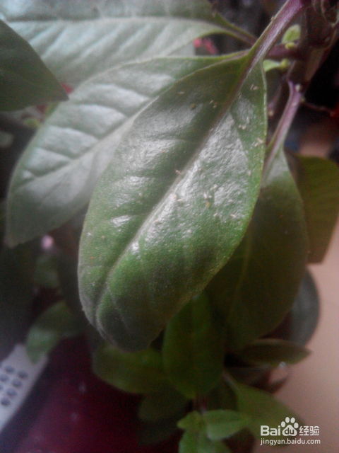 果树的“噩梦”