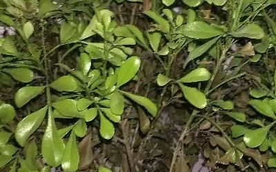 米兰配土法是一种科学配制土壤的方法