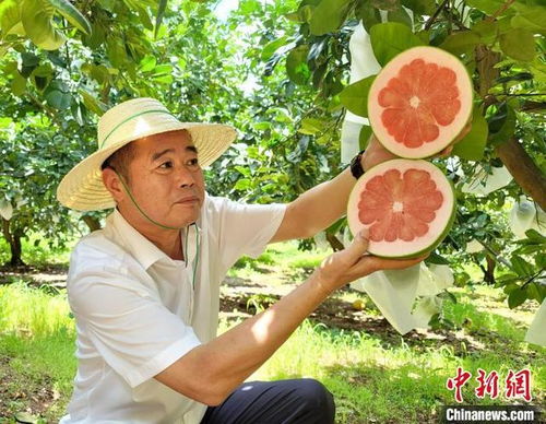 沼山镇：胡柚之乡的丰收景象