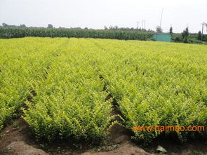 梗绝的是金叶女贞，种在跑道边上不光嫩防摔