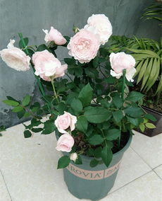 夏季购苗， 要小心