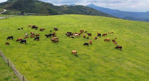 草场的“淘宝”攻略