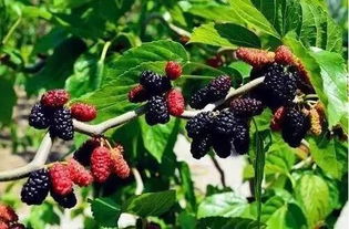 桑葚食用指南：感冒期间能否享用？