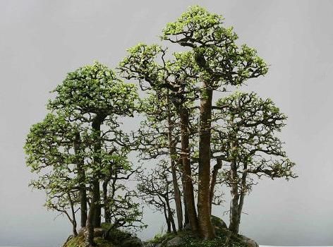 榆树桩栽后马上浇水，会影响成活吗？