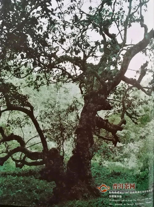 空心泡种植技术，为何至今无人问津