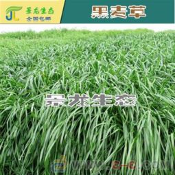 常见冷季型草坪草