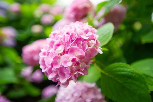绣球花最佳播种时间是什么季节？