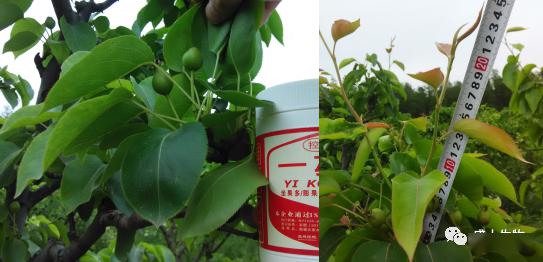 丙环唑：果实膨大期用用也讲究