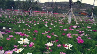 大丽花：种在哪个季节Zui是风情万种？