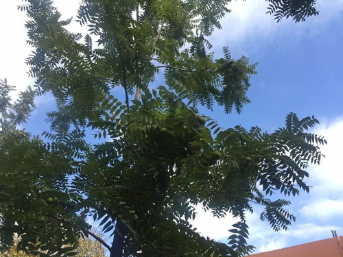 黑荆树：速生丰产