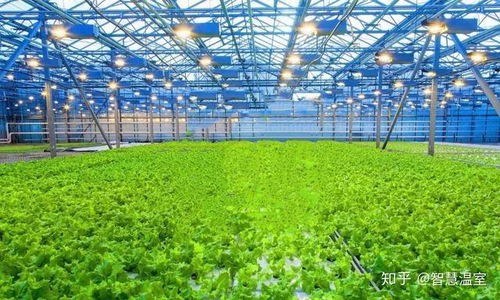 大棚生菜种植那些事儿