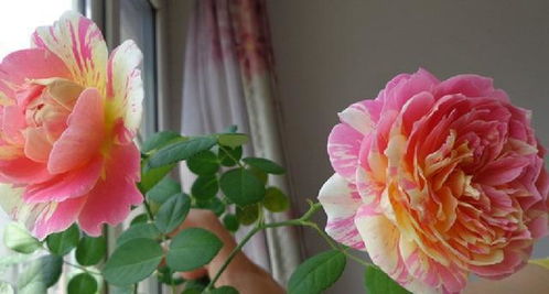 月季花的品种特点