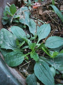 车前草，你知道吗？