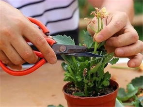 修剪方法大揭秘