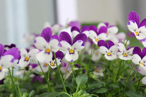 那些容易养死的花儿