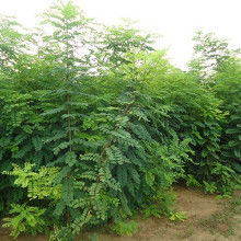 榆树苗价格 榆树苗多少钱一棵！