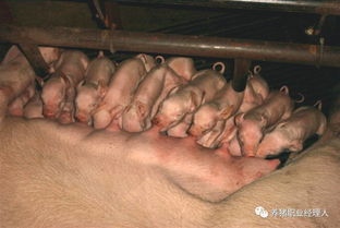 母猪分娩顺利、产仔多，前列腺素的使用方法是什么？