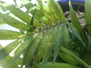 树叶斑点之谜：探寻四种隐形杀手